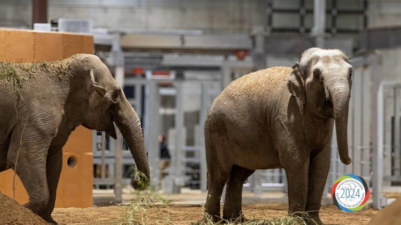 Cincinnati Zoo Elephant Trek (AGA Excellence Awards Winner) - AZZ